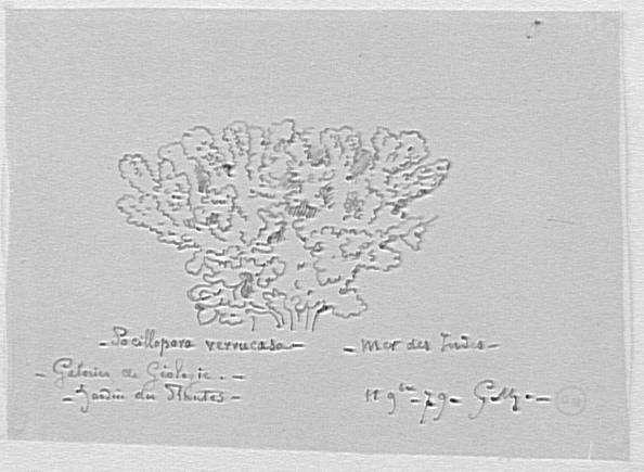 Étude de corail