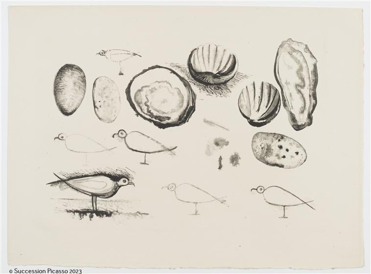 Coquillages et oiseaux