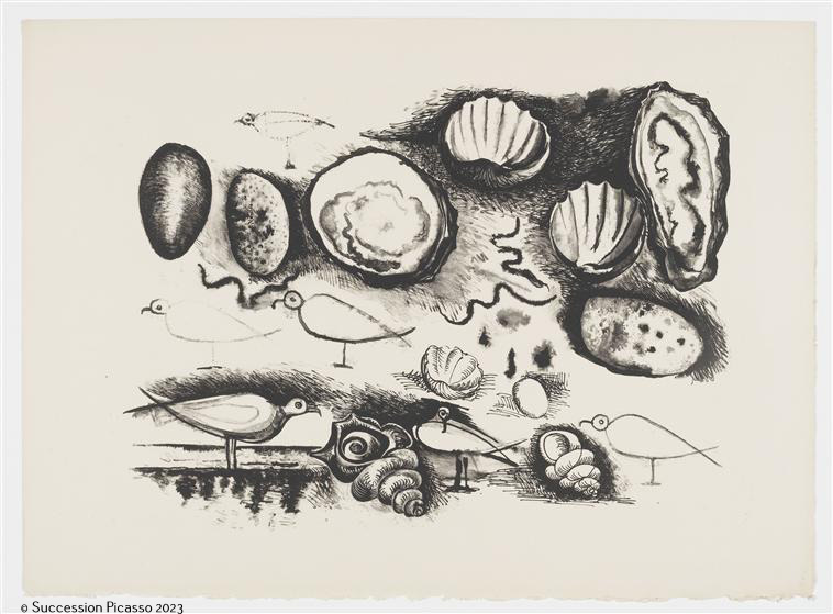 Coquillages et oiseaux