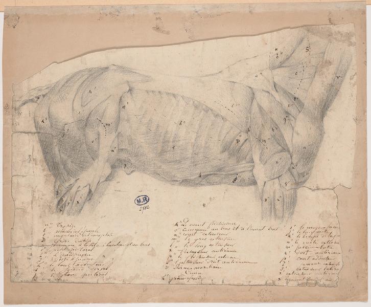 Cheval écorché