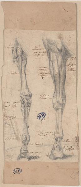 Deux jambes de cheval écorchées