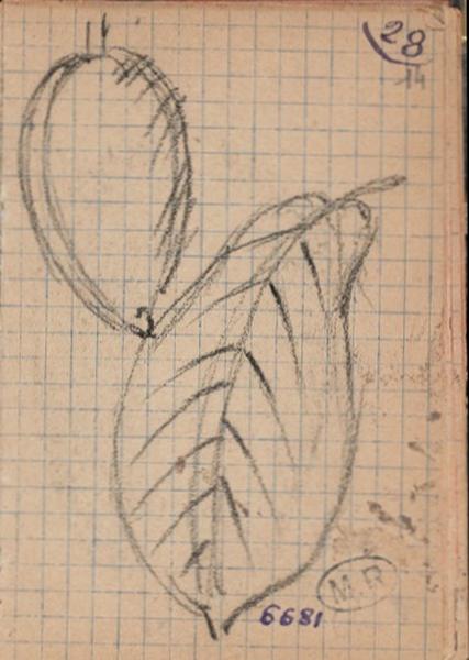 Fruit d'amandier ? et sa feuille