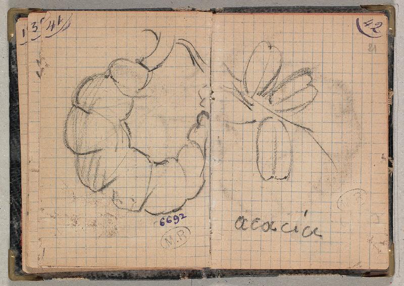 Cosse et graines d'acacia