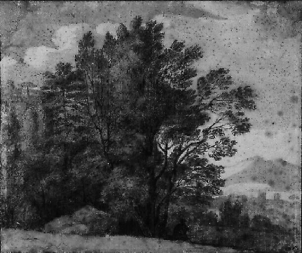 Arbres à l'orée d'un bois