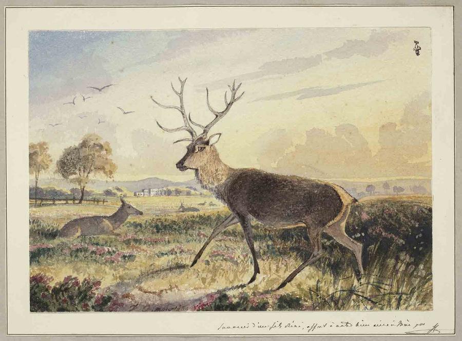 Cerf marchant en plaine, avec une biche couchée à gauche à l'arrière-plan