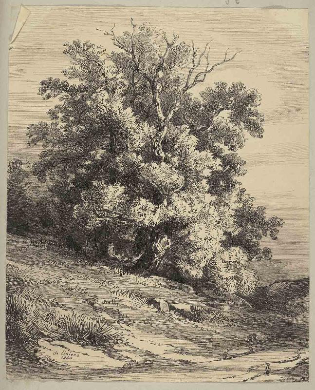 Paysage avec un gros arbre