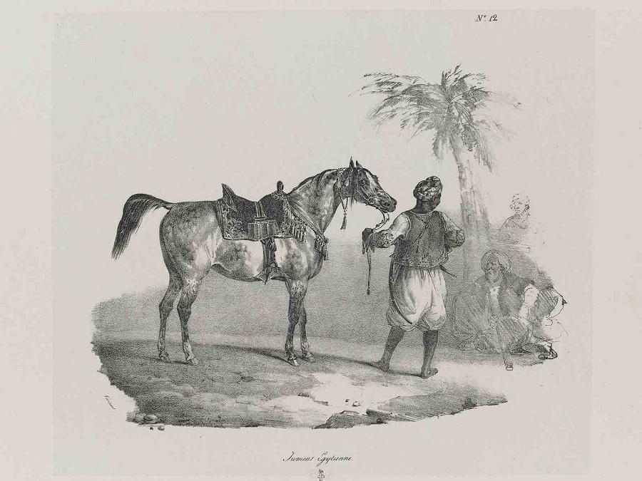 Etudes de Chevaux d'après nature (planche 04) : Jument Egyptienne