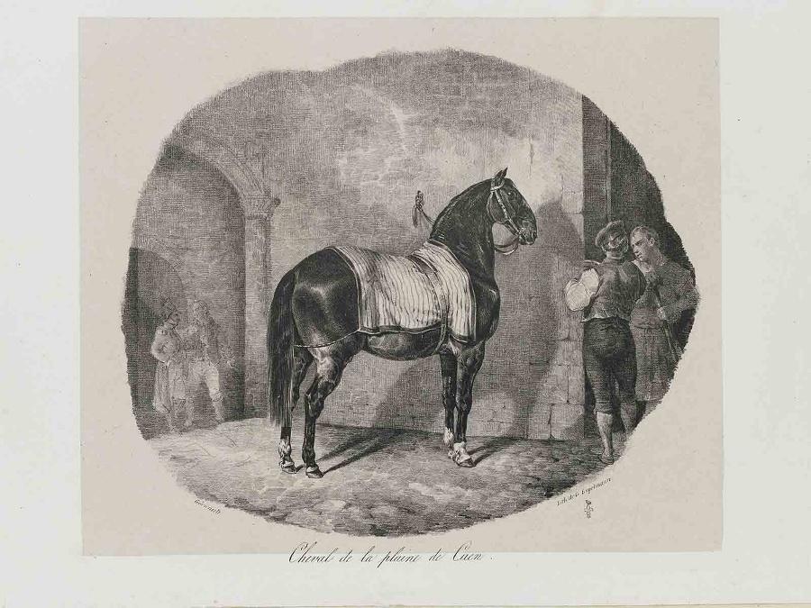 Etudes de Chevaux d'après nature (planche 10) : Cheval de la plaine de Caen