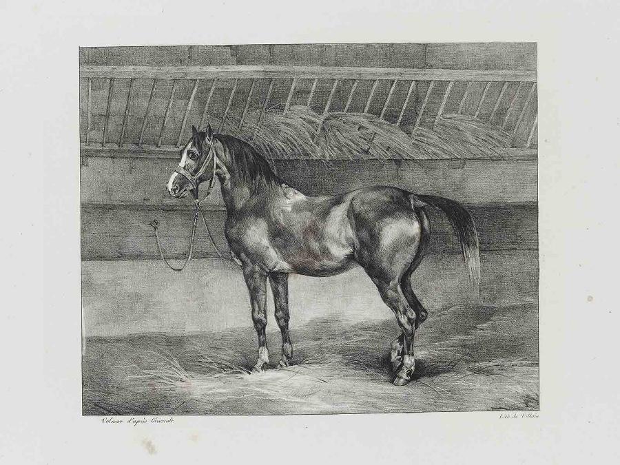 Suite dite Les Grands Chevaux : Cheval noir attaché dans une écurie
