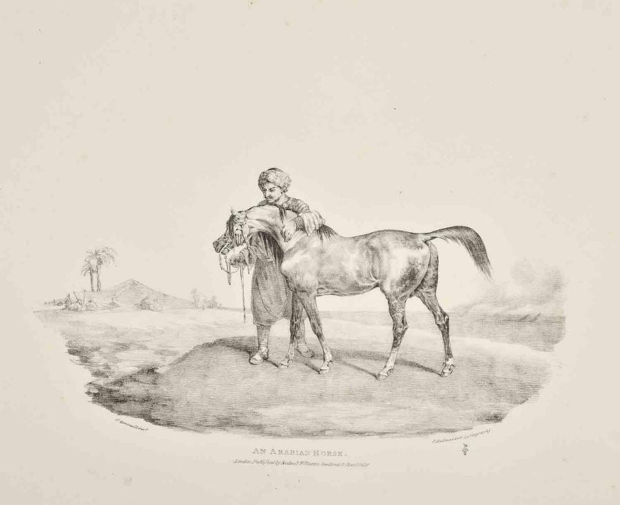 Suite anglaise (12 lithographies) : Various Subjects drawn from Life and on Stone : AN ARABIAN HORSE