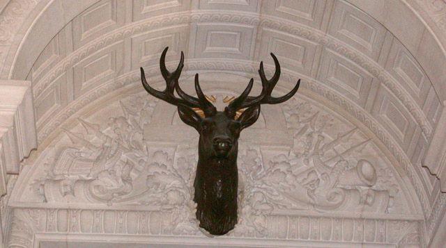 Tête de cerf