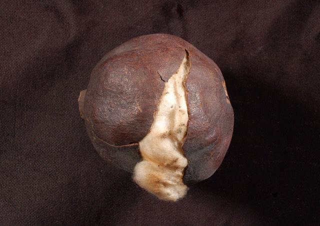 Grenade (selon l'inventaire)