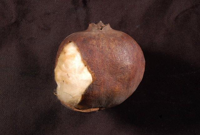 Grenade (selon l'inventaire)