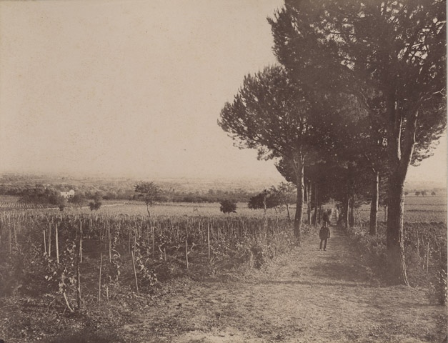 Vignoble sicilien, avec une allée d’arbres au centre, Sicile, 1897 ; Album relié de cuir vert, contenant 12 photographies anonymes, inscription en lettres d’or : SICILE / 1897