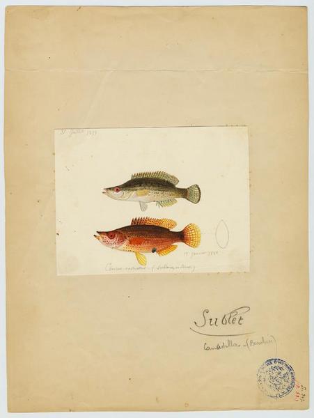 Sublet (nom commun) ; Sublaire (nom niçois)