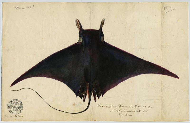 Mante méditerrannéenne (nom commun) ; Vacca (nom niçois)