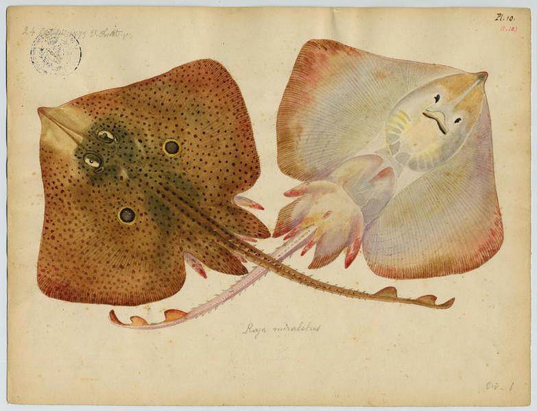 Raie-miroir (nom commun)