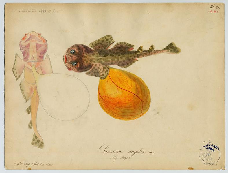 Ange de mer ocellé (nom commun) ; Ange (nom niçois)