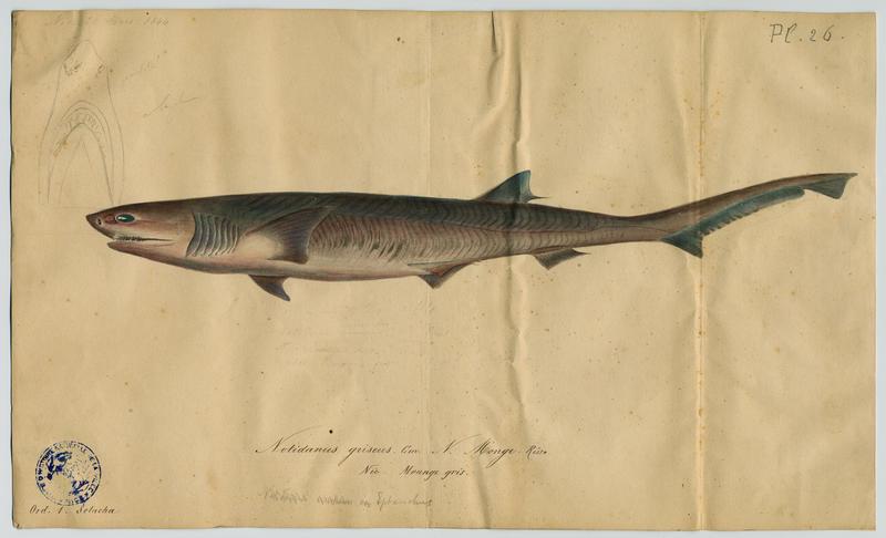 Requin-griset (nom commun) ; Monnge gris (nom niçois)