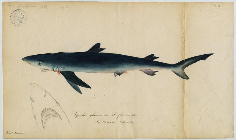 Requin peau bleue (nom commun) ; Pei can (nom niçois)