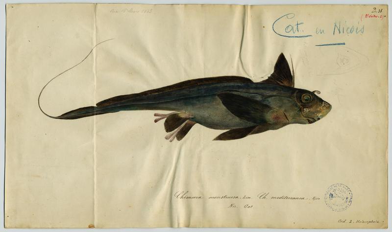 Chimère commune (nom commun) ; Cat (nom niçois)