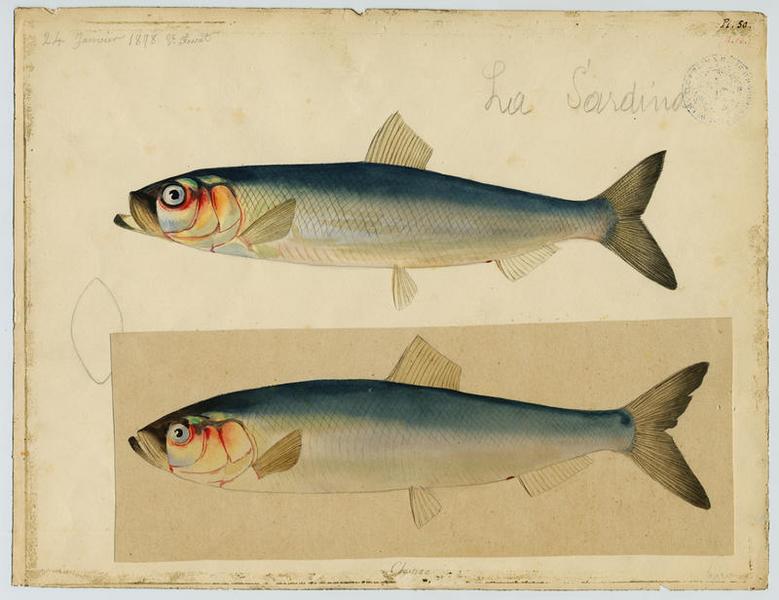 Sardine commune ; Sardina (nom niçois)