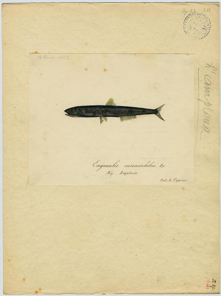 Anchois (nom commun) ; Amploua (nom niçois)