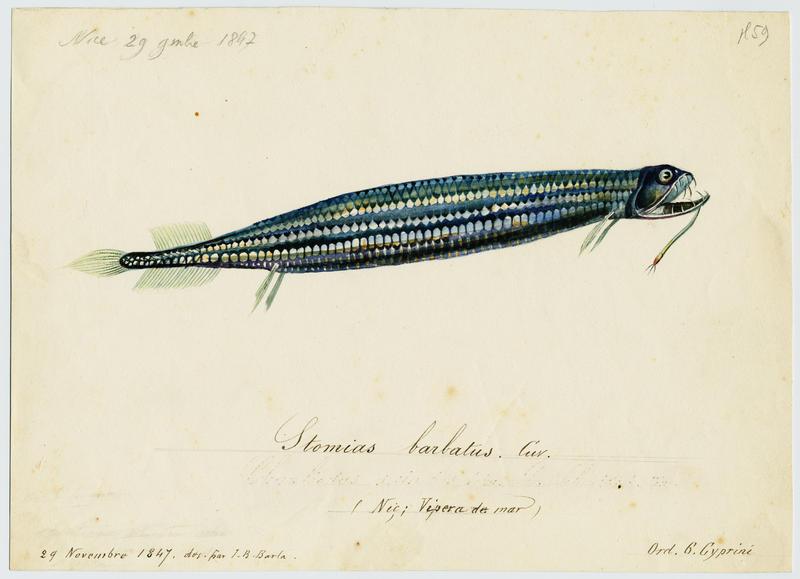 Vipera de mar (nom niçois)