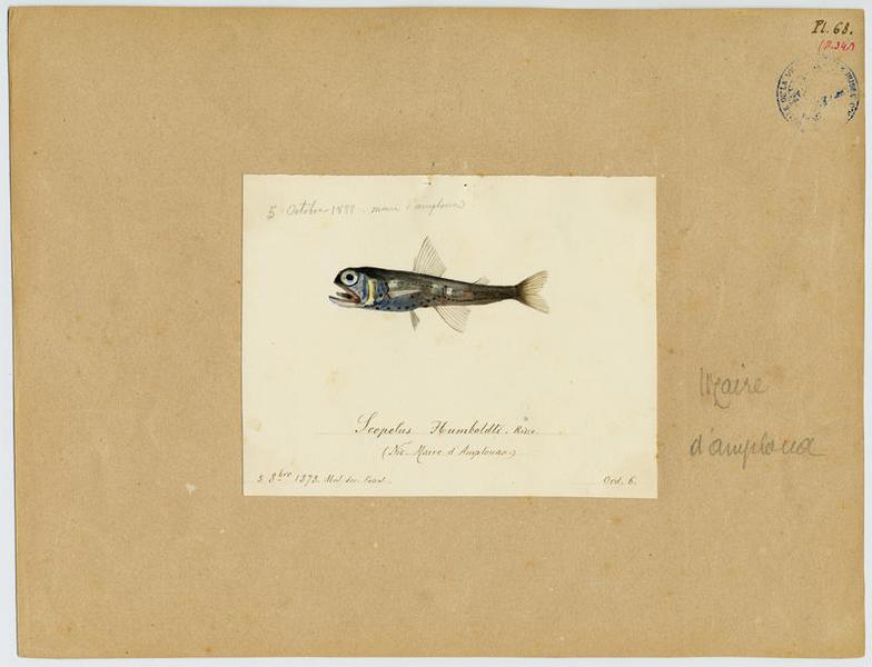 Anatine à grandes écailles (nom commun) ; Maire d'amploua (nom niçois)