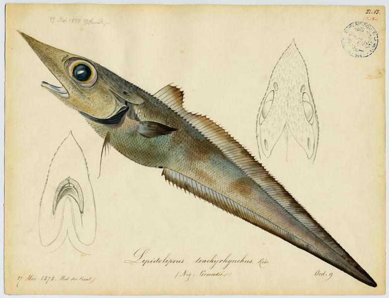 Grenadier à nez long (nom commun) ; Granadié (nom niçois)