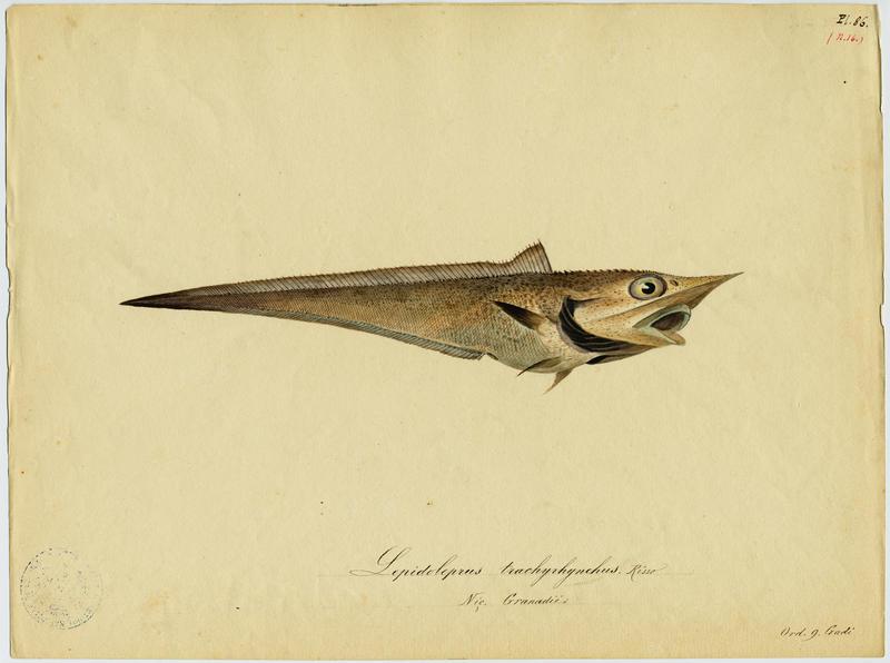 Grenadier à nez long (nom commun) ; Granadié (nom niçois)