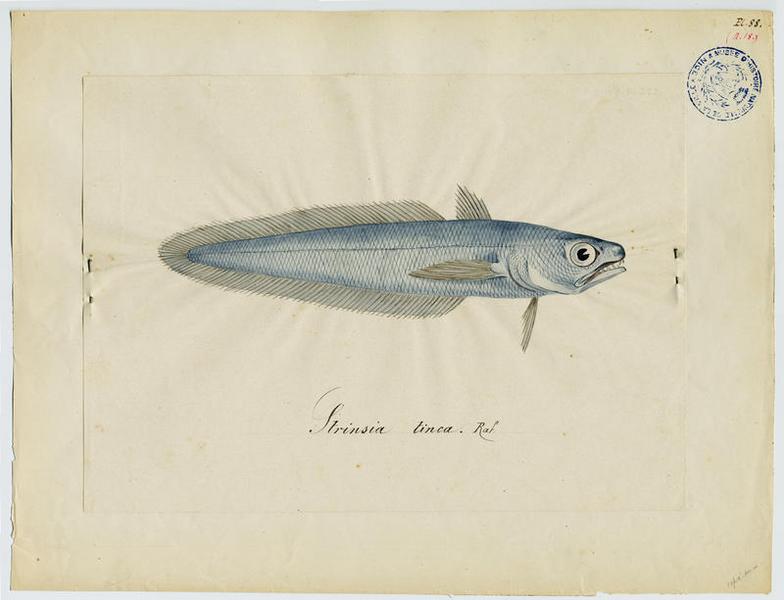 poisson
