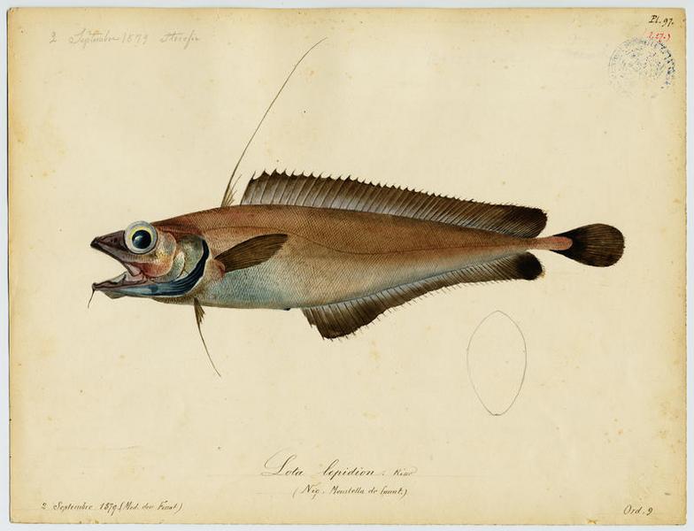 Lota lepidion (nom commun) ; Moustella de fount (nom niçois)