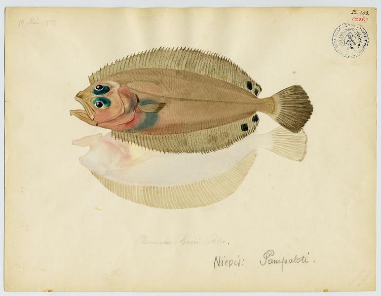 Cardine à quatre taches (nom commun) ; Pampaloti (nom niçois)