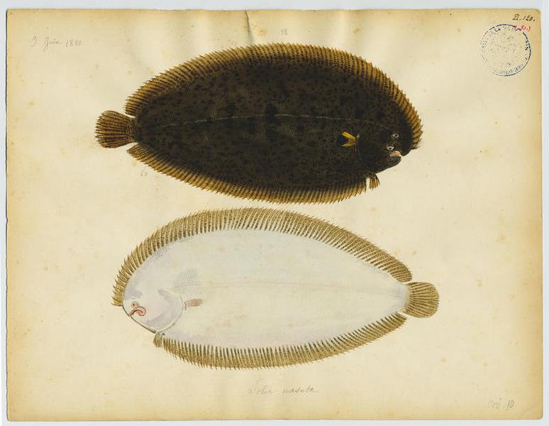 Sole tachetée (nom commun)