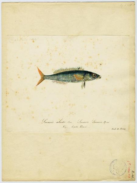 Picarel (nom commun) ; Gerle blavié (nom niçois)