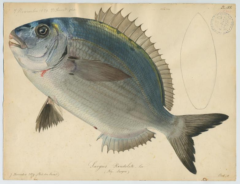 Sargou (nom niçois)