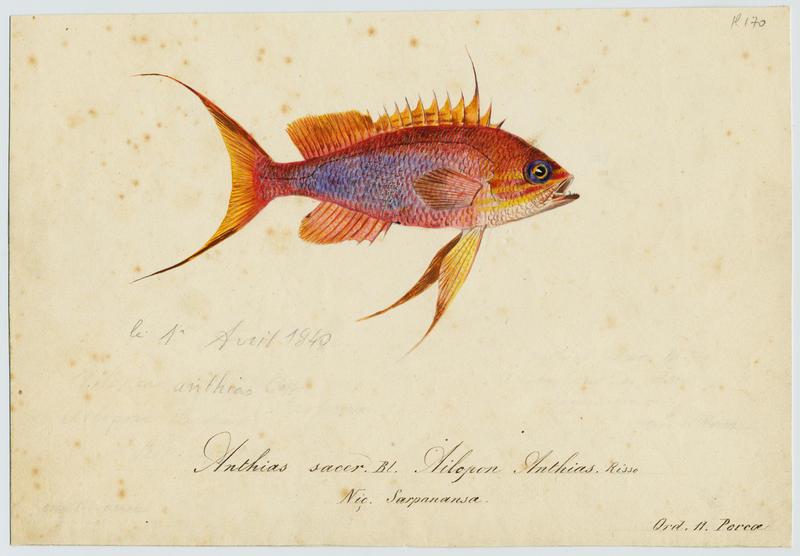 Barbier hirondelle (nom commun) ; Sarpanansa (nom niçois)