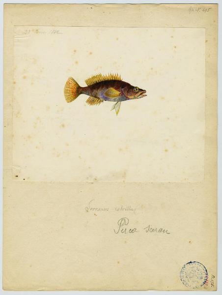 Serran-écriture (nom commun) ; Perca serran (nom niçois)