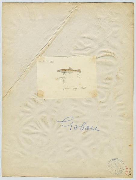 Gobie colonien (nom commun) ; Gobou (nom niçois)