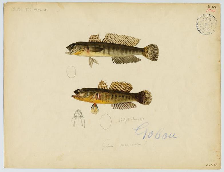 Gobie marbré (nom commun) ; Gobou (nom niçois)