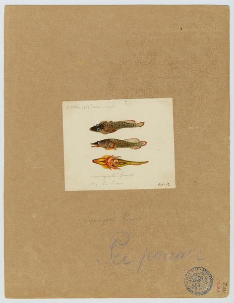 Lepadogaster de Gouan (nom commun) ; Pei puore (nom niçois)