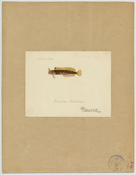 Blennie cornue (nom commun) ; Baveca (nom niçois)