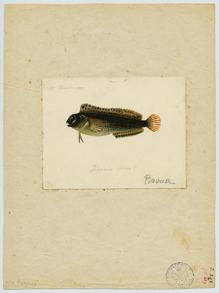 Baveuse (nom commun) ; Baveca (nom niçois)