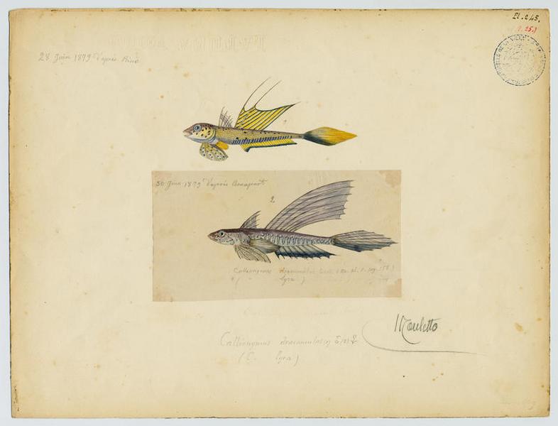 Dragonnet (nom commun) ; Mouletto (nom niçois)