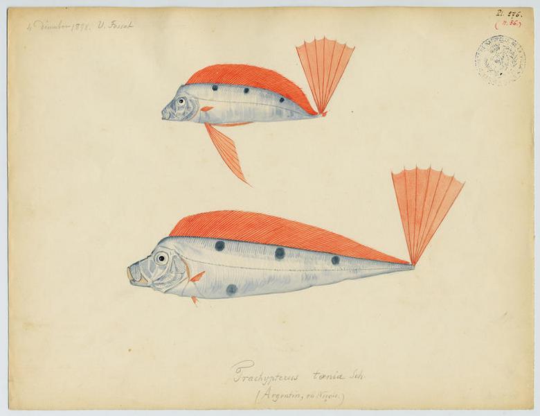 Poisson-ruban (nom commun) ; Argentin (nom niçois)