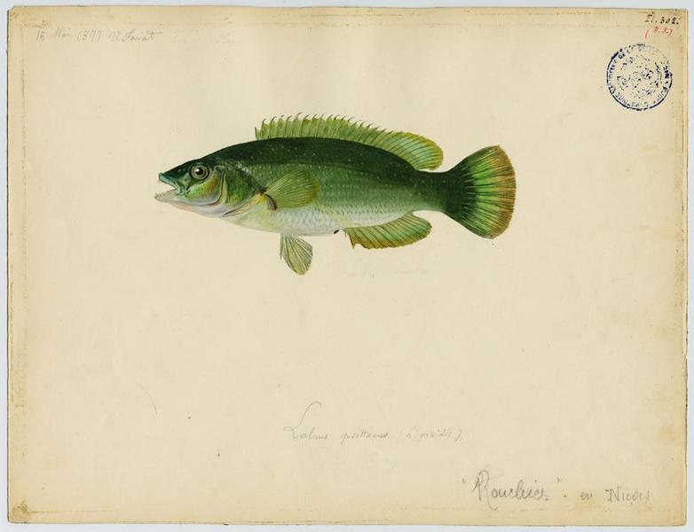 Labre vert (nom commun) ; Rouchier (nom niçois)