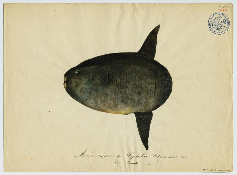 Poisson-lune (nom commun) ; Mouala (nom niçois)