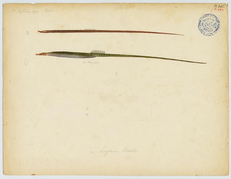 Nérophis (nom commun)