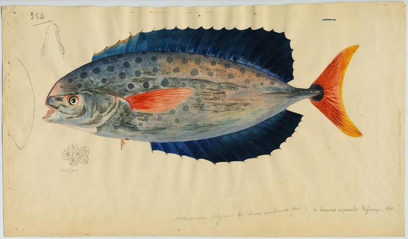 Louvareou (nom niçois)